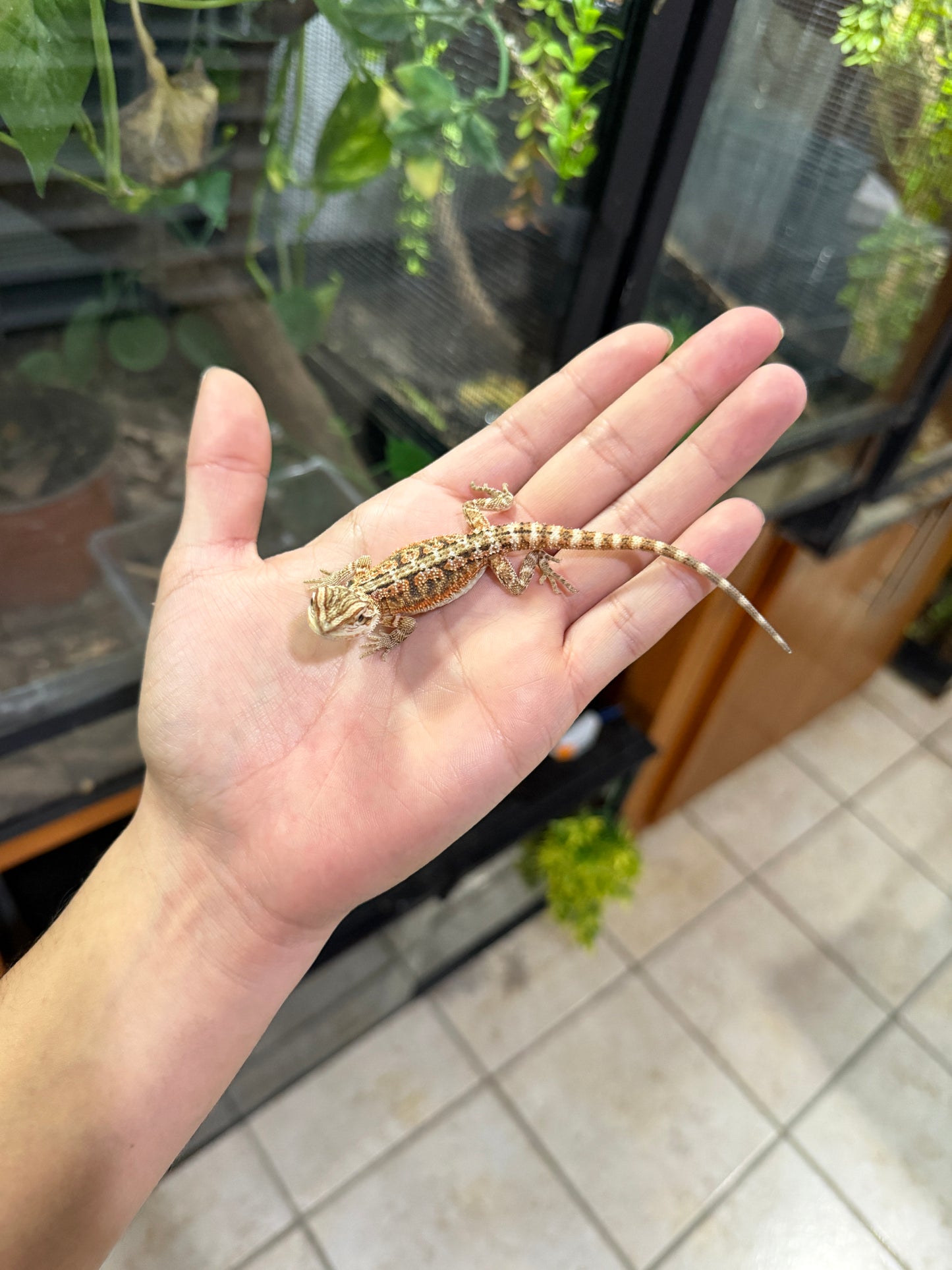 DRAGÓN BARBUDO HYPO CRIA 4