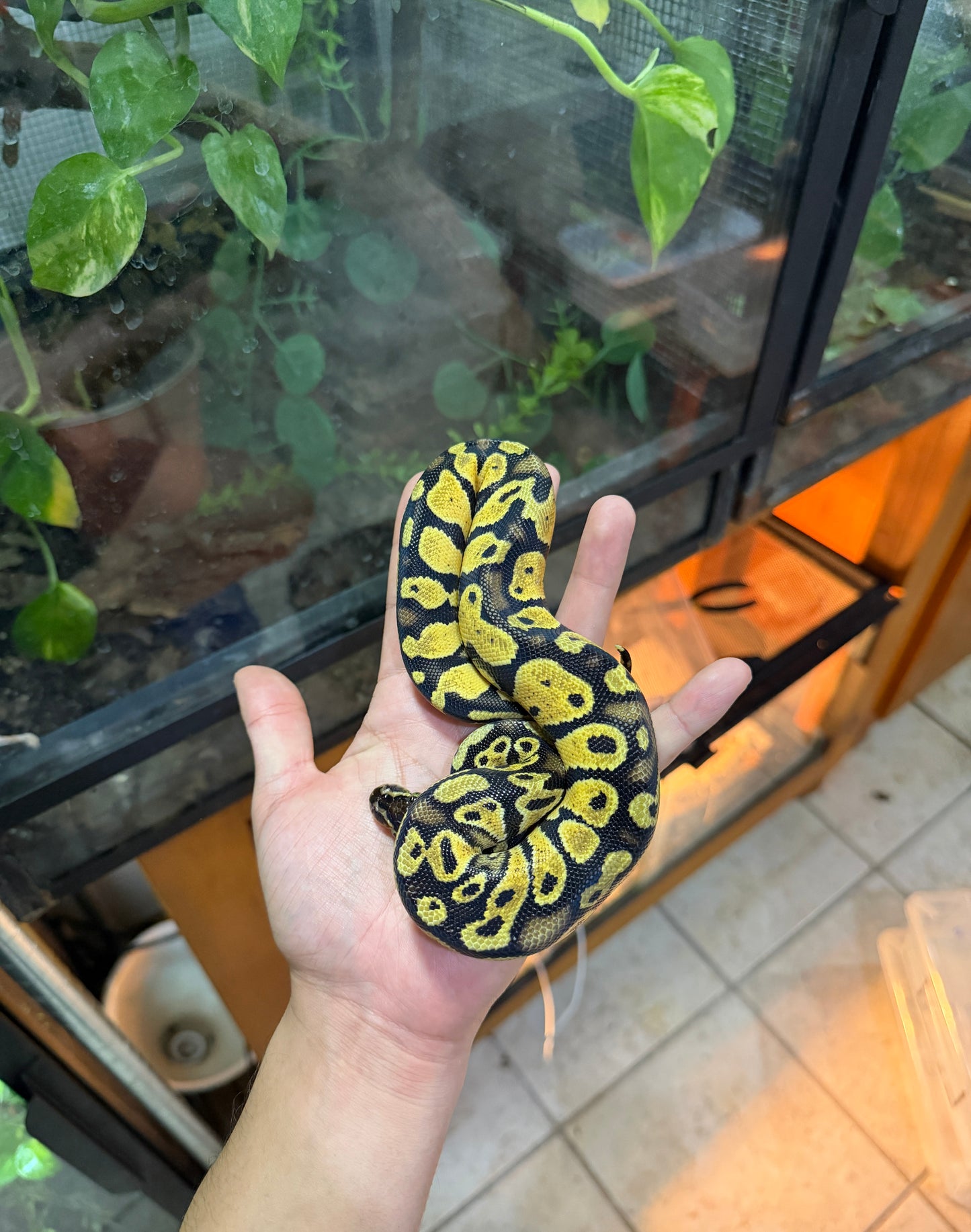 PITÓN BOLA PASTEL HET AXANTHIC VPI MACHO 2
