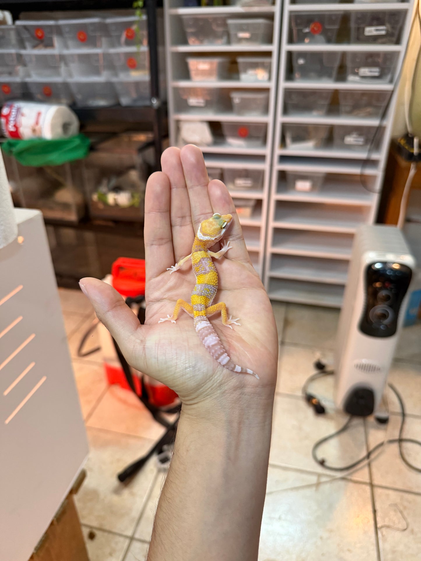 GECKO LEOPARDO RAINWATER 059 MACHO