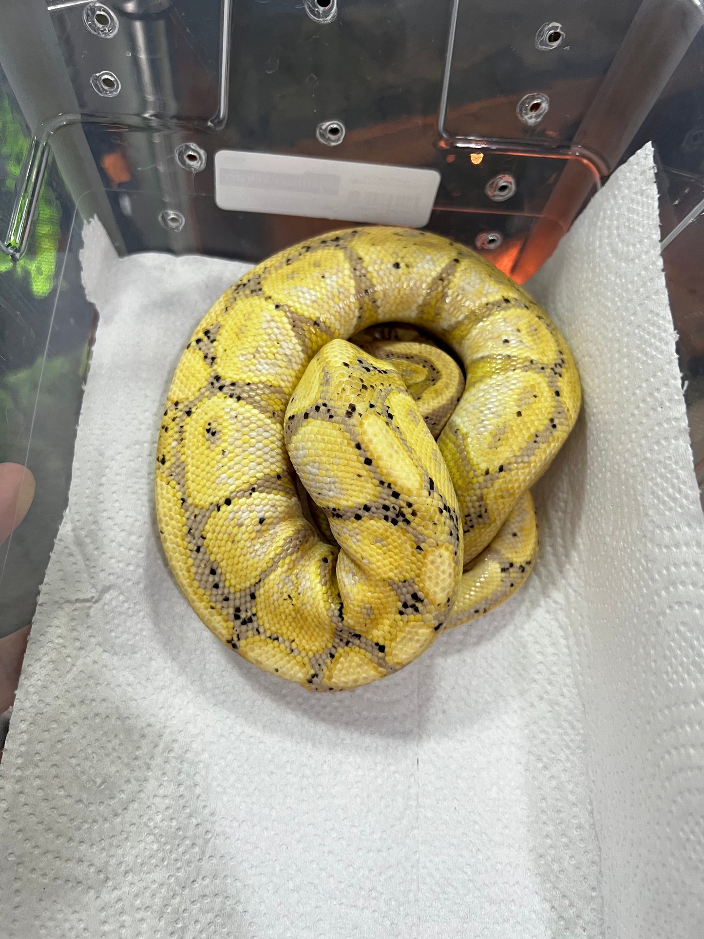 BANANA MACHO ADULTO