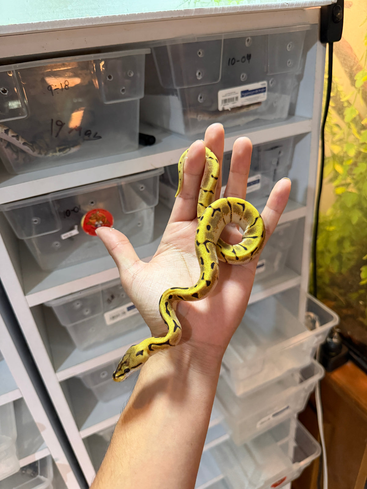 PITÓN BOLA SPIDER ENCHI ORANGE DREAM HET PIED HEMBRA 11-10