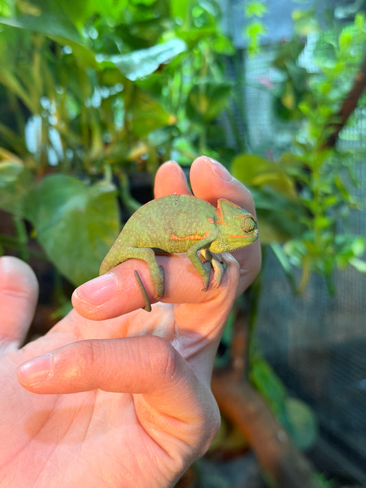 CAMALEONES DE VELO CRÍAS CON APROVECHAMIENTO EMITIDO POR SEMARNAT