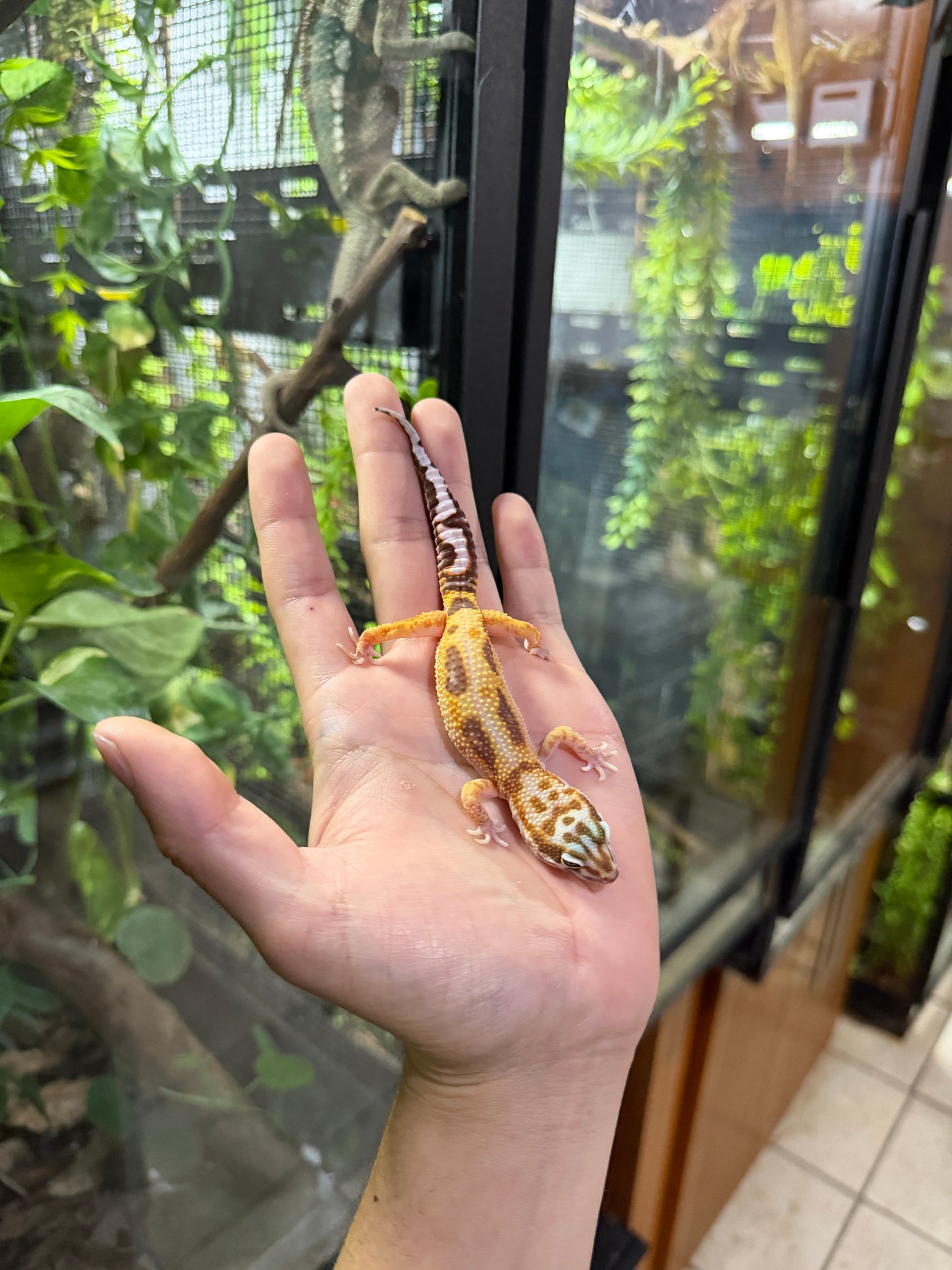 Gecko leopardo JUNGLE 33