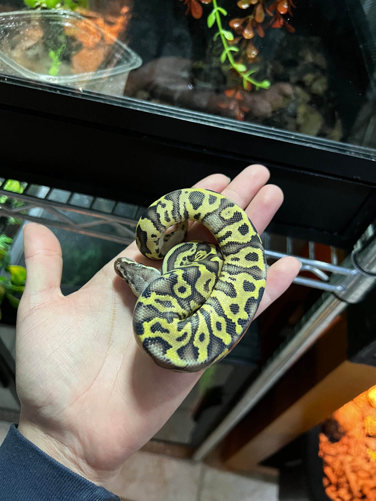 MOJAVE PASTEL HGW MACHO 38