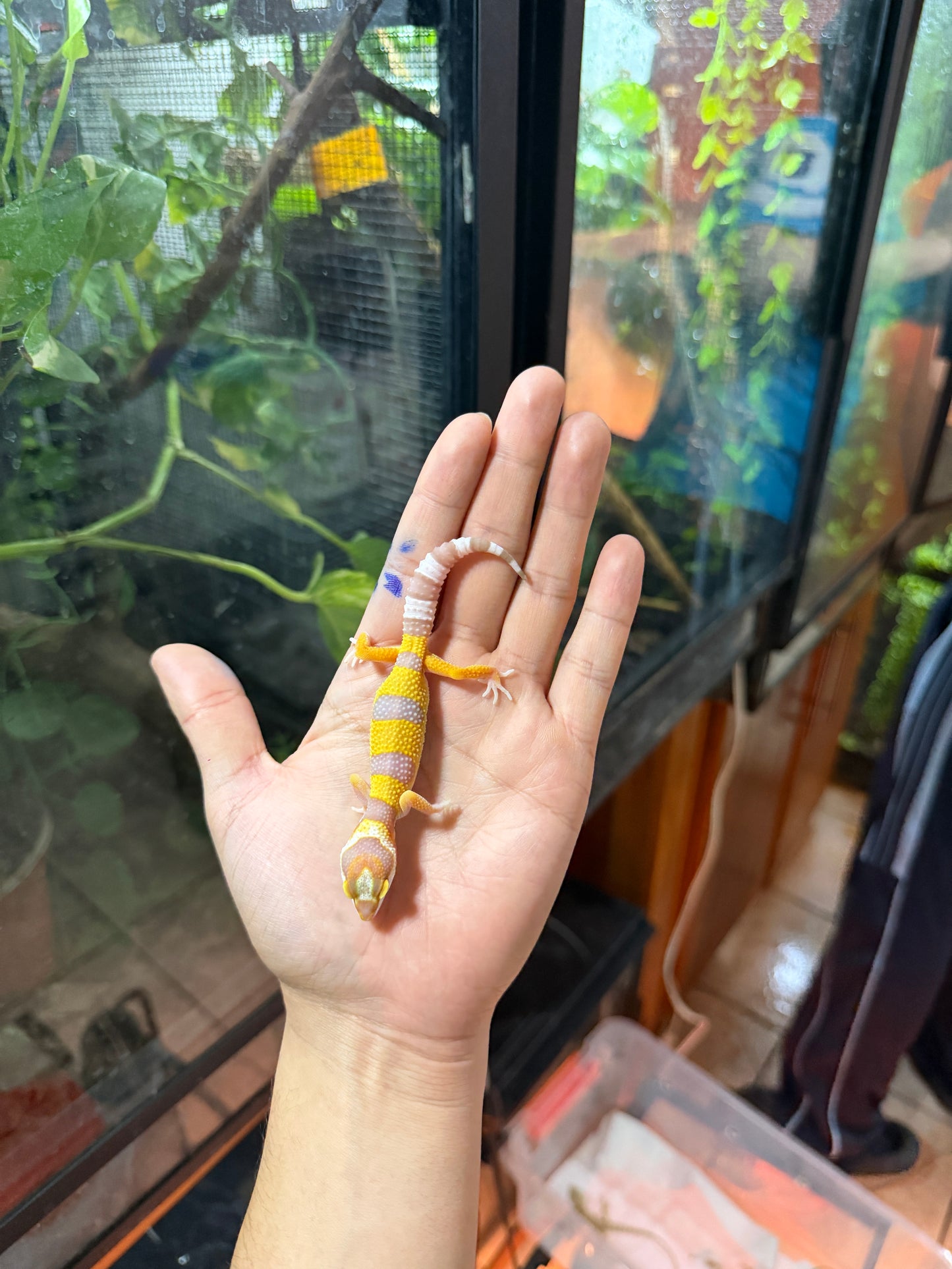 GECKO LEOPARDO TANGERINE TREMPER HIGH CONTRAST 65