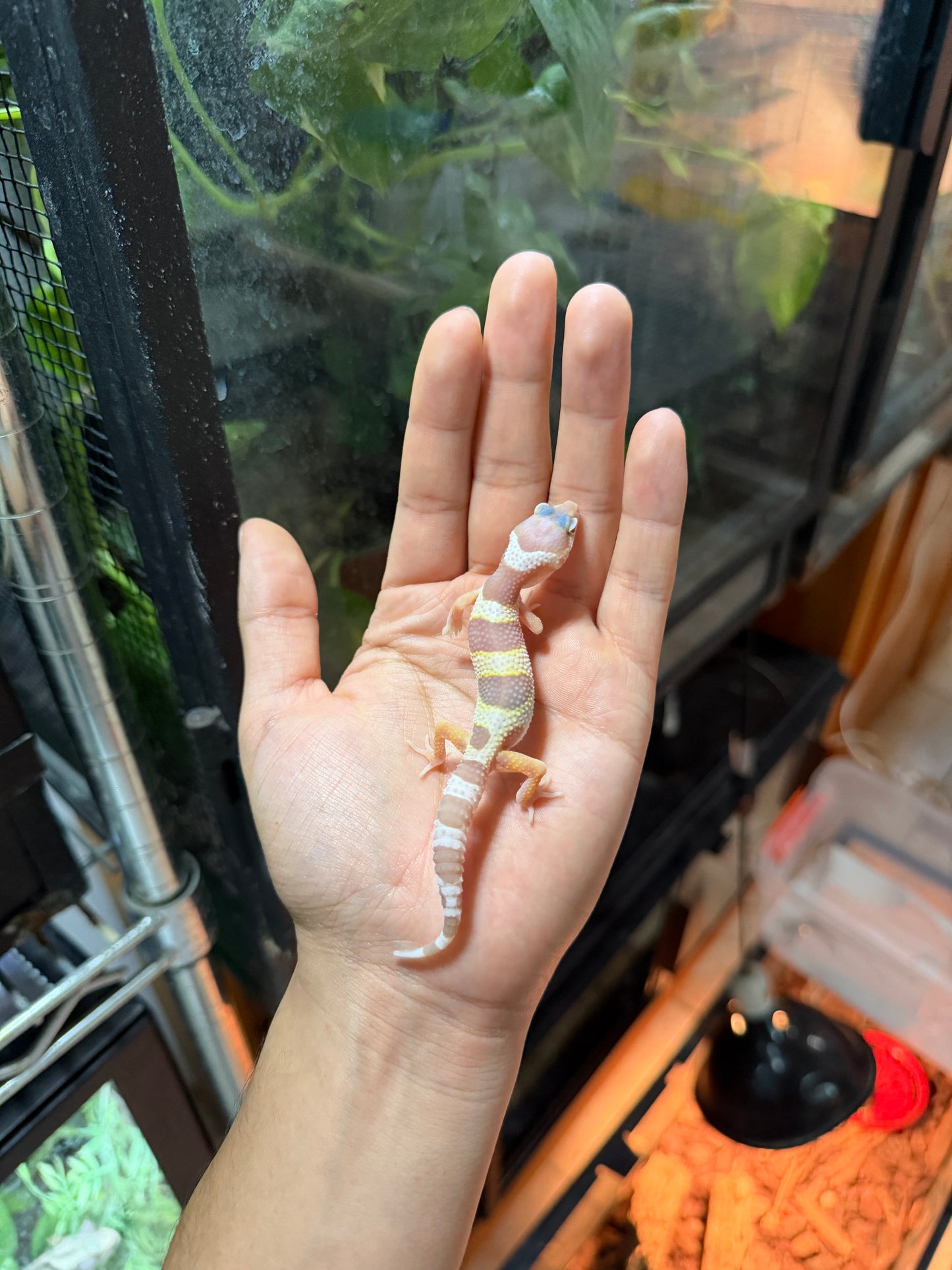 GECKO LEOPARDO MACK SNOW ALBINO TREMPER TANGERINE 55