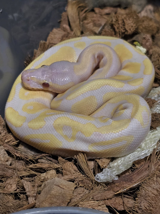 Pitón bola banana lavender macho