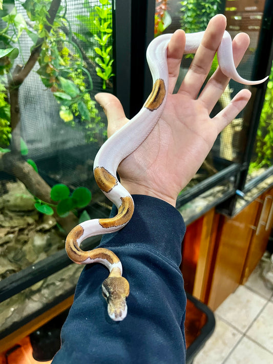 PINTO PIED HEMBRA