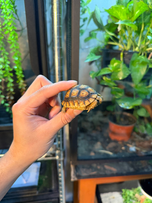 TORTUGA LEOPARDO 2 (Stigmochelys pardalis) CITES2025