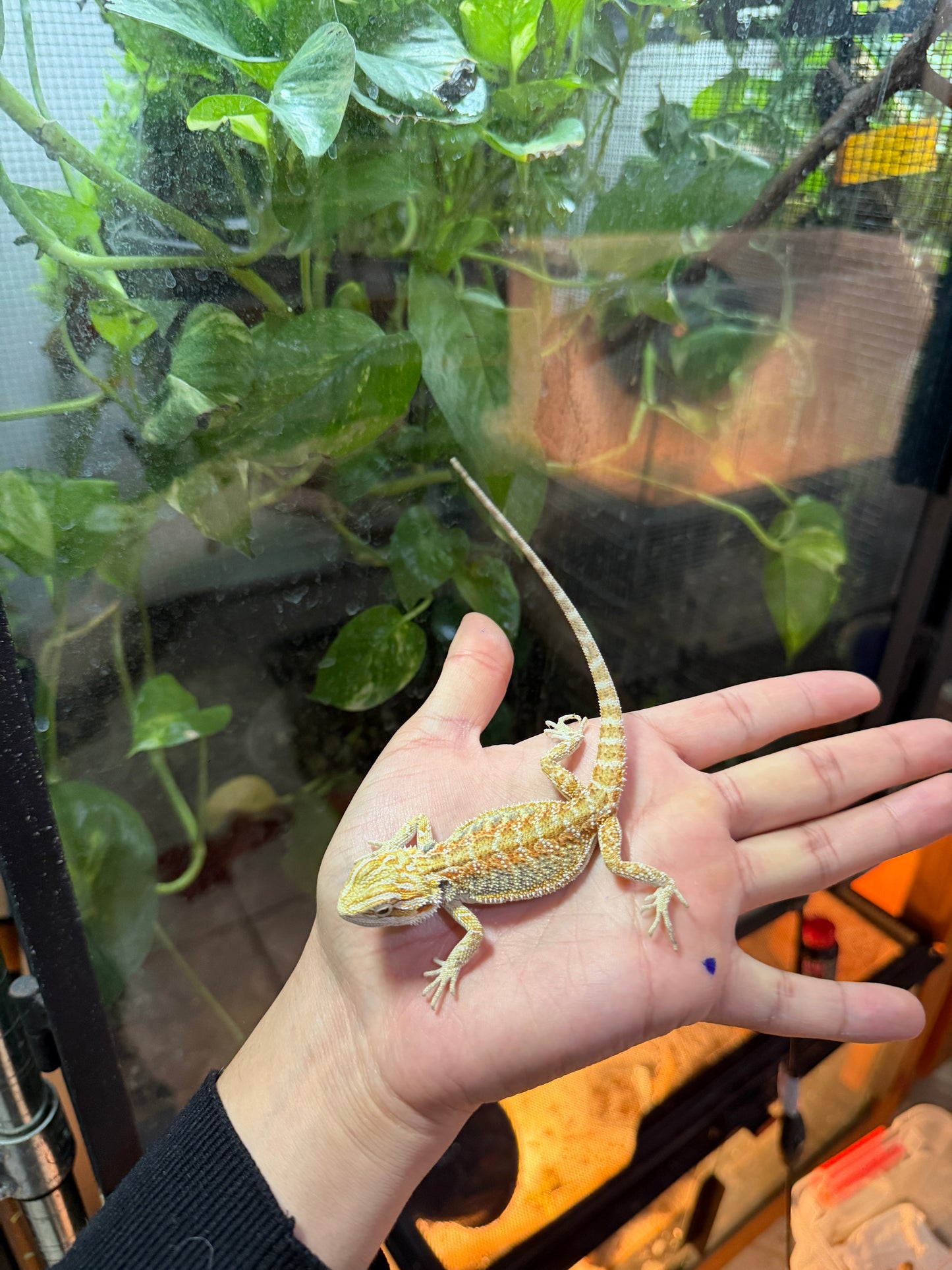 DRAGÓN BARBUDO HYPO 6