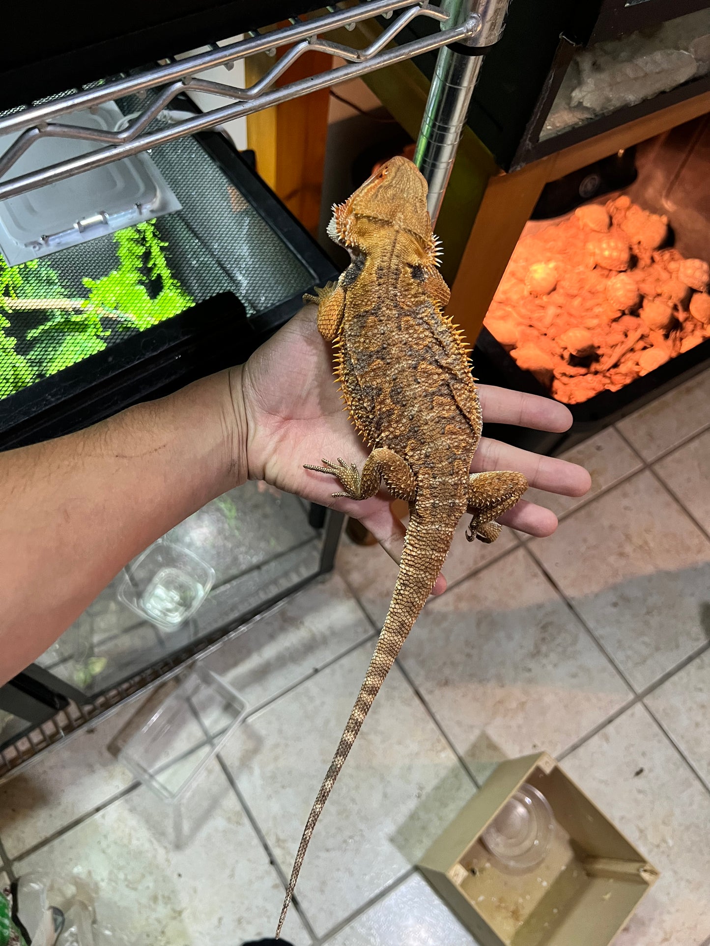 DRAGÓN BARBUDO ROJO SUB ADULTO