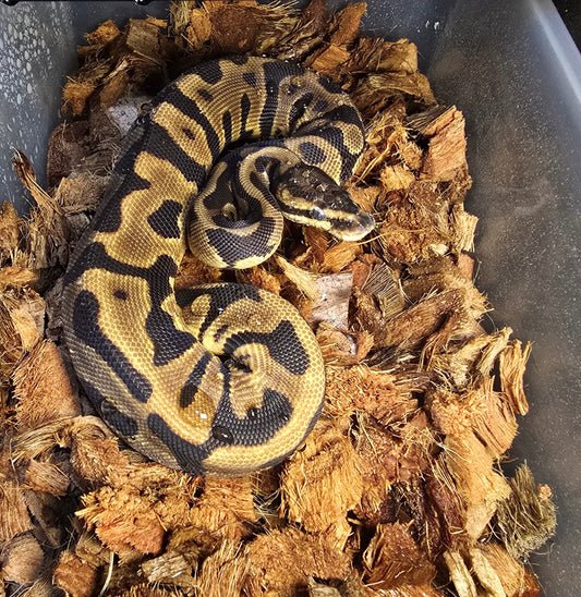 Pitón bola Leopard YB 50% het HYPO HEMBRA