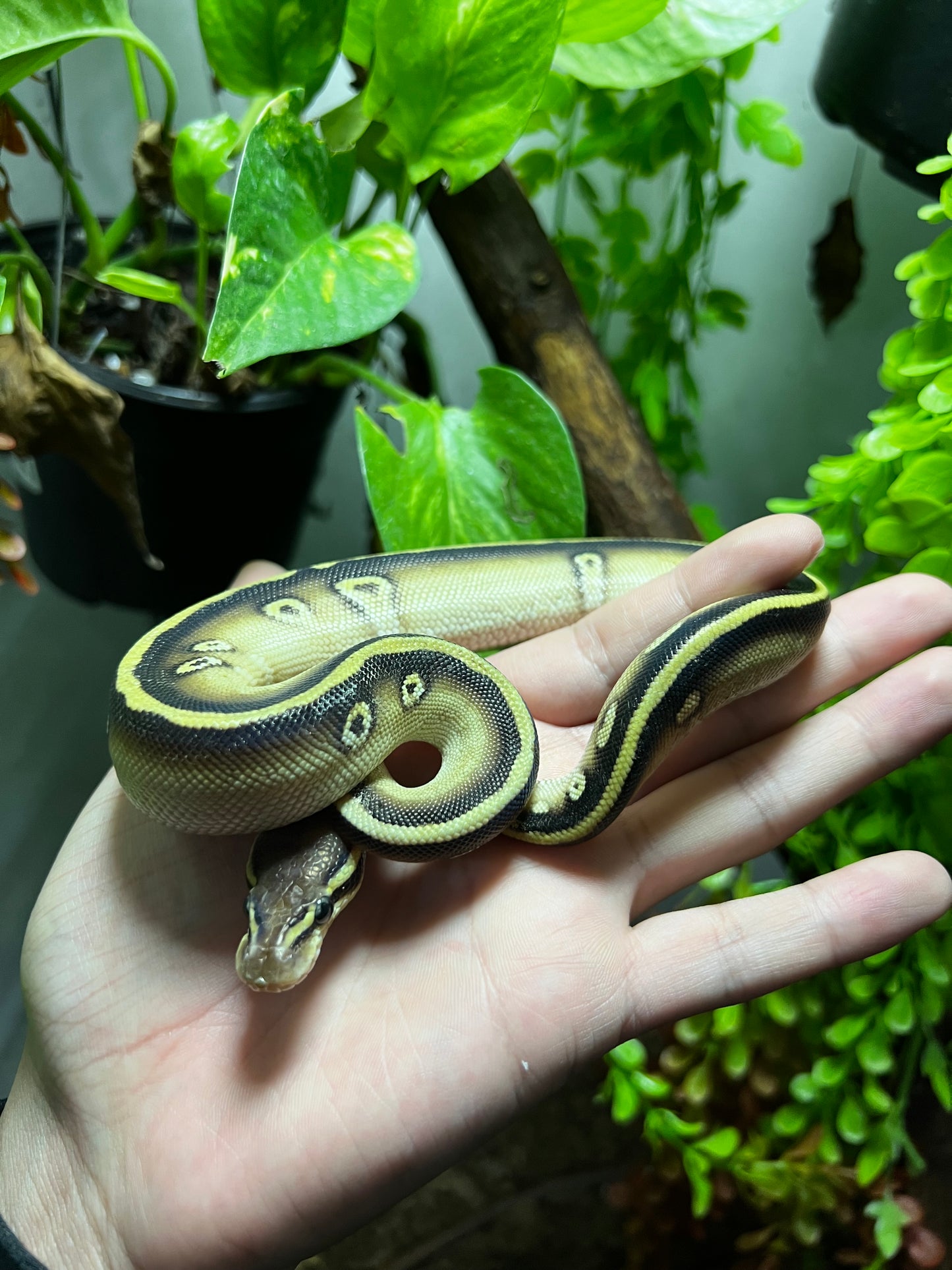 MOJAVE CYPRESS MACHO 75