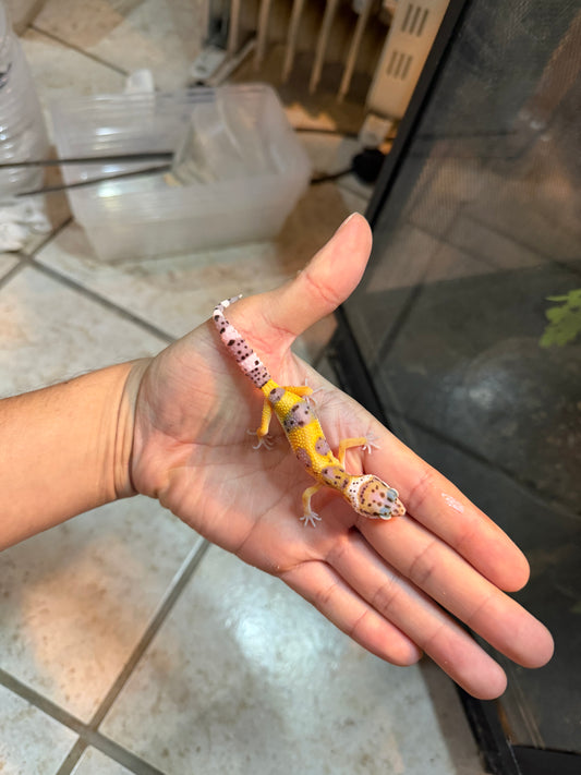 GECKO LEOPARDO HIGH YELLOW POSS HET BELL INCUBADO PARA HEMBRA 223
