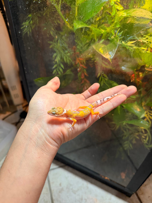 GECKO LEOPARDO HIGH YELLOW POSS HET BELL INCUBADO PARA 50/50 236
