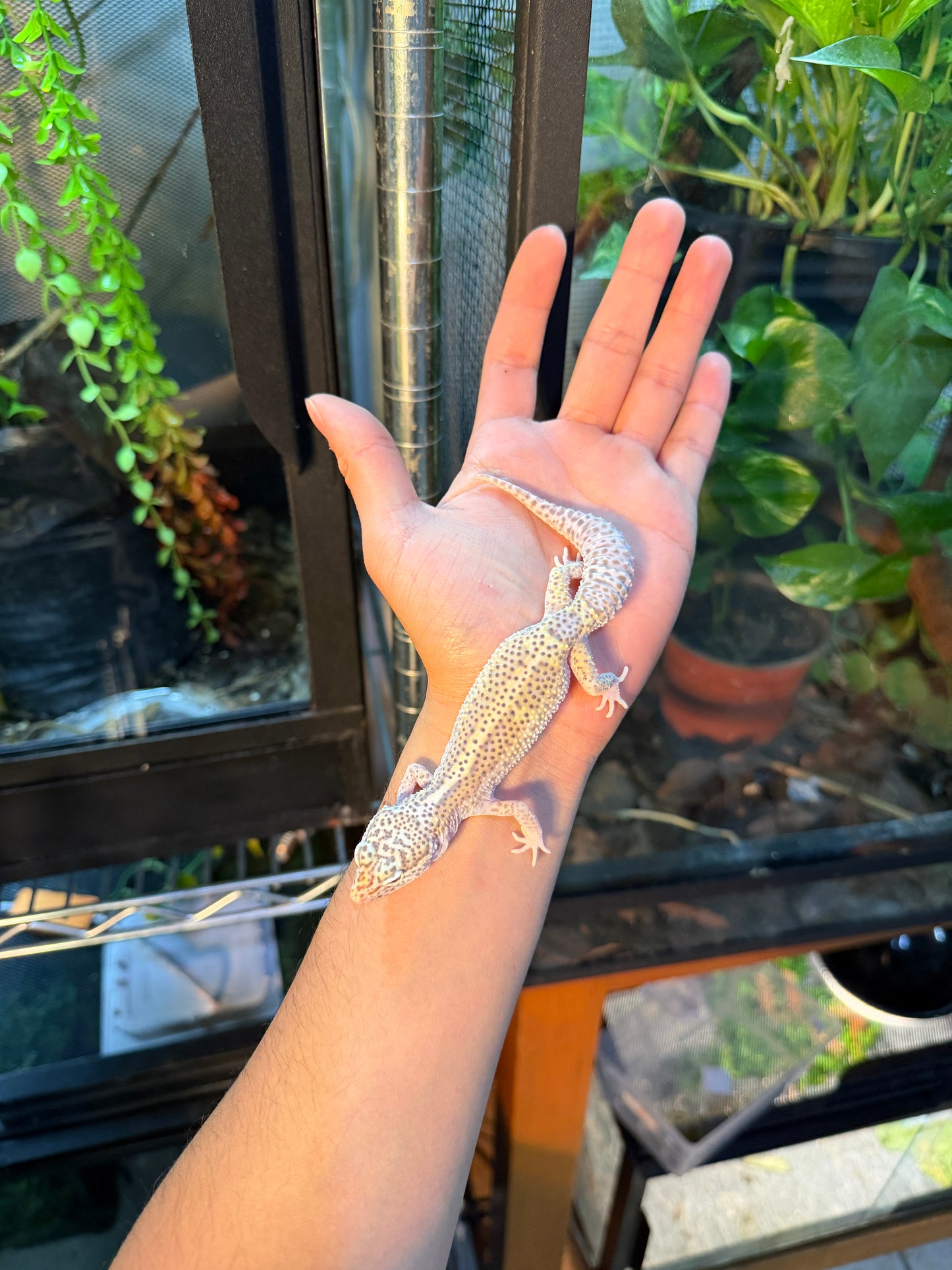 GECKO LEOPARDO MACK SNOW RADAR HET WK 096