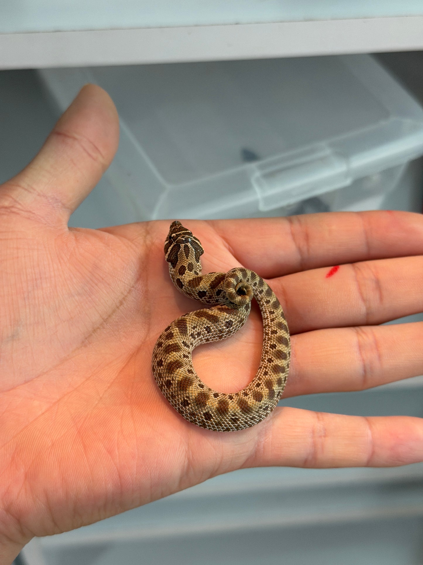 SERPIENTE NARIZ DE CERDO (HOGNOSE) CONDA HEMBRA 13