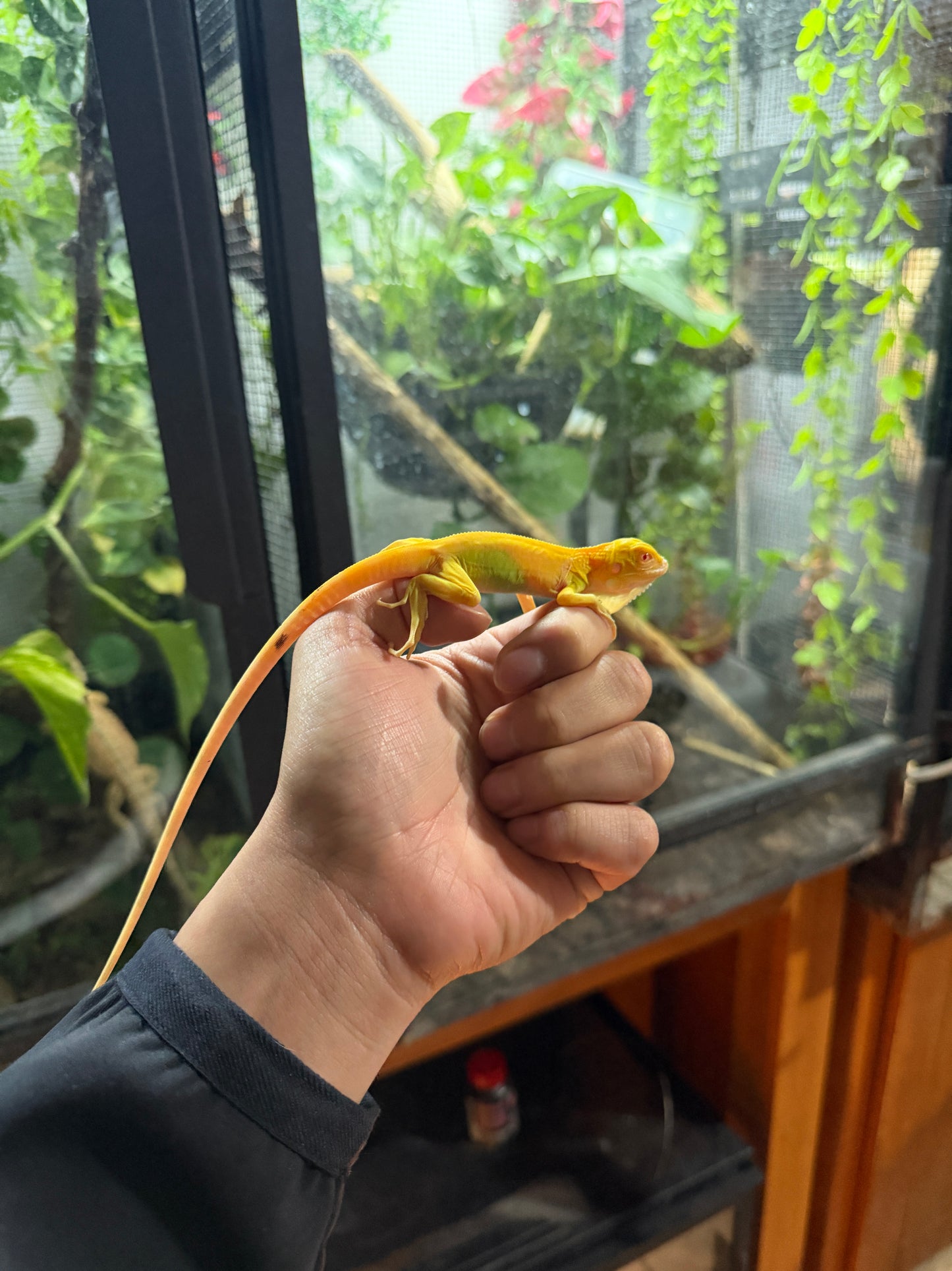 IGUANA ALBINA