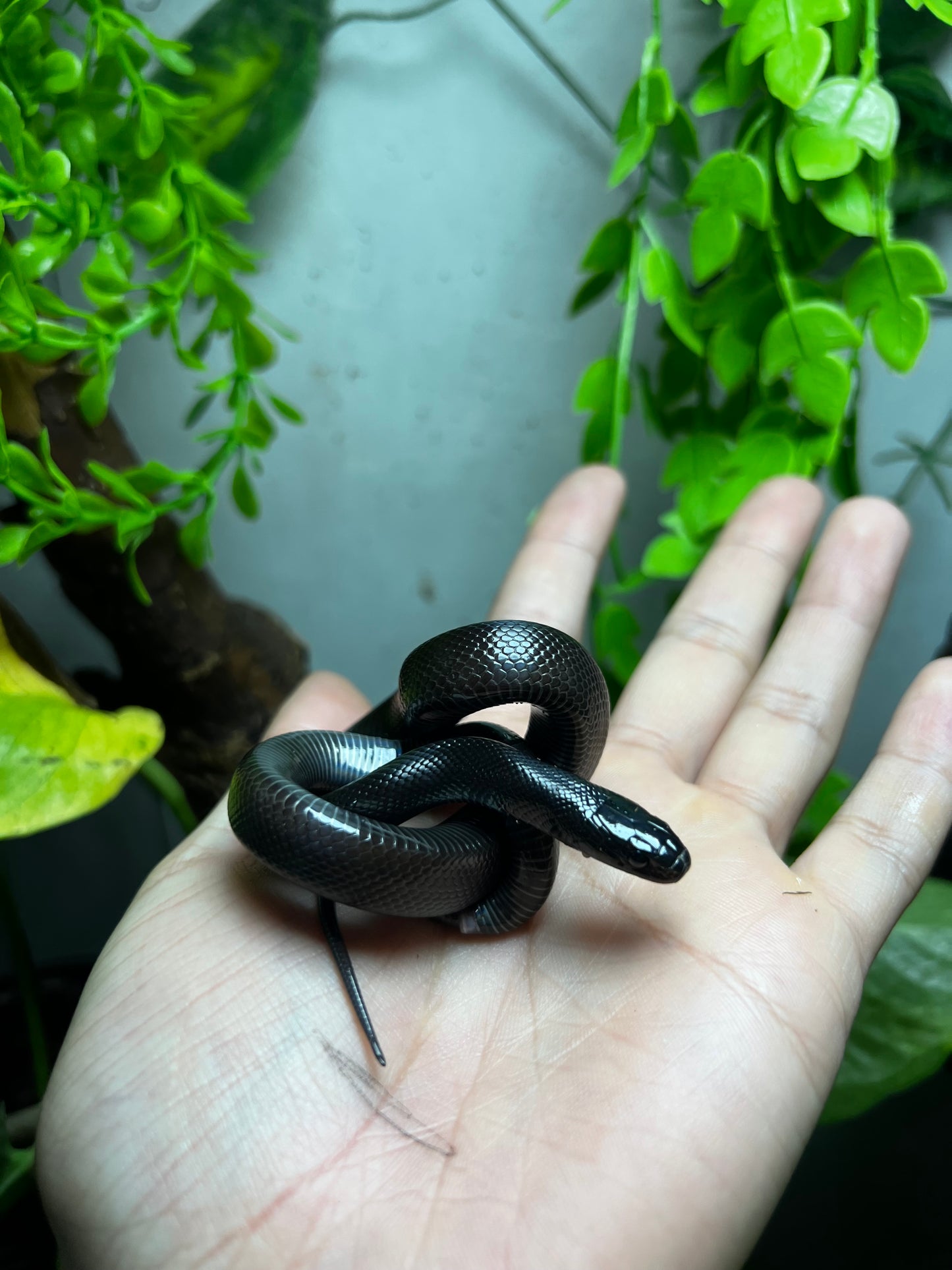 REY NEGRA MEXICANA MACHO 84