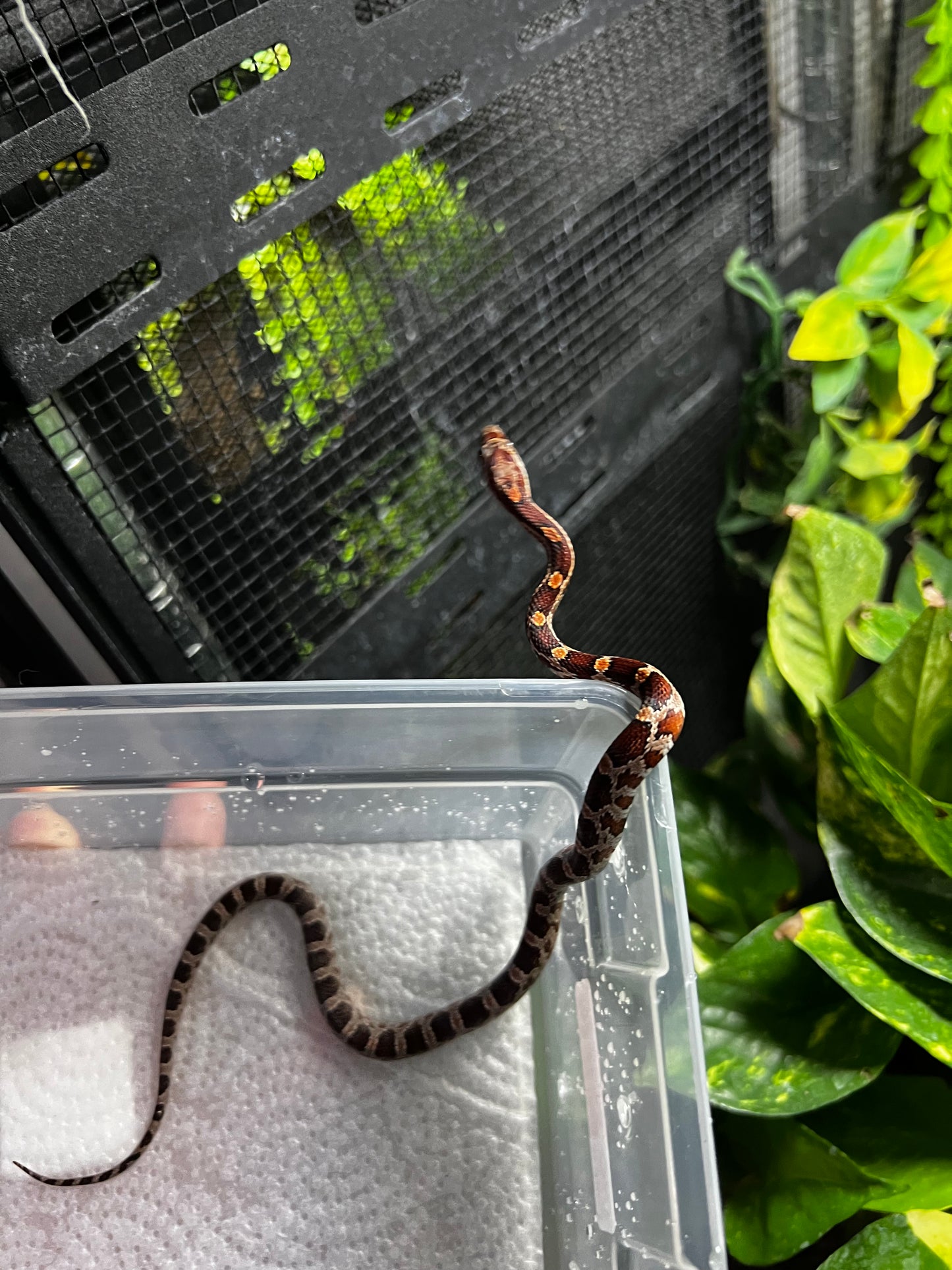 SERPIENTE MAICERA NOMINAL HEMBRA 27