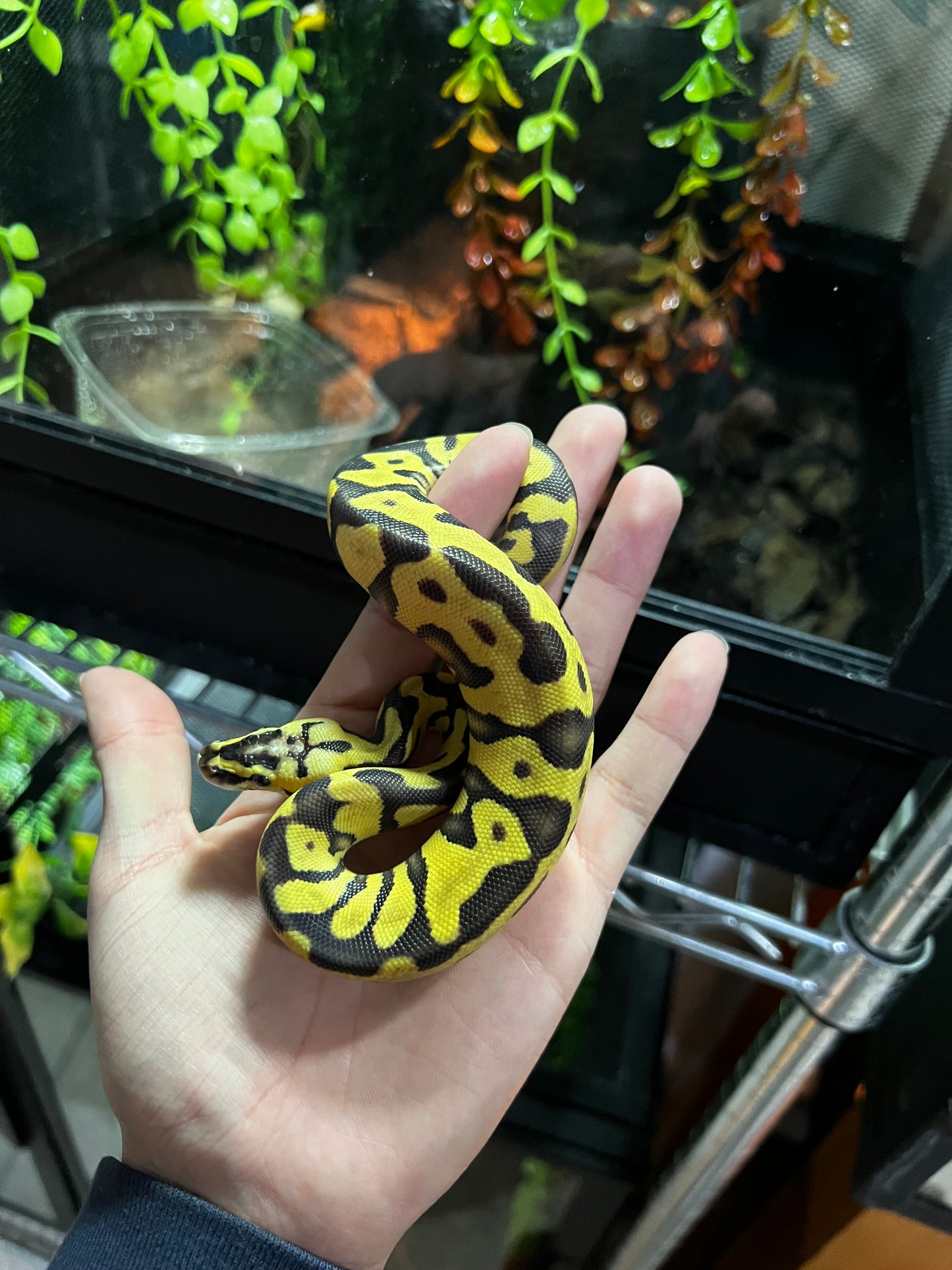ENCHI FIREFLY HEMBRA 37