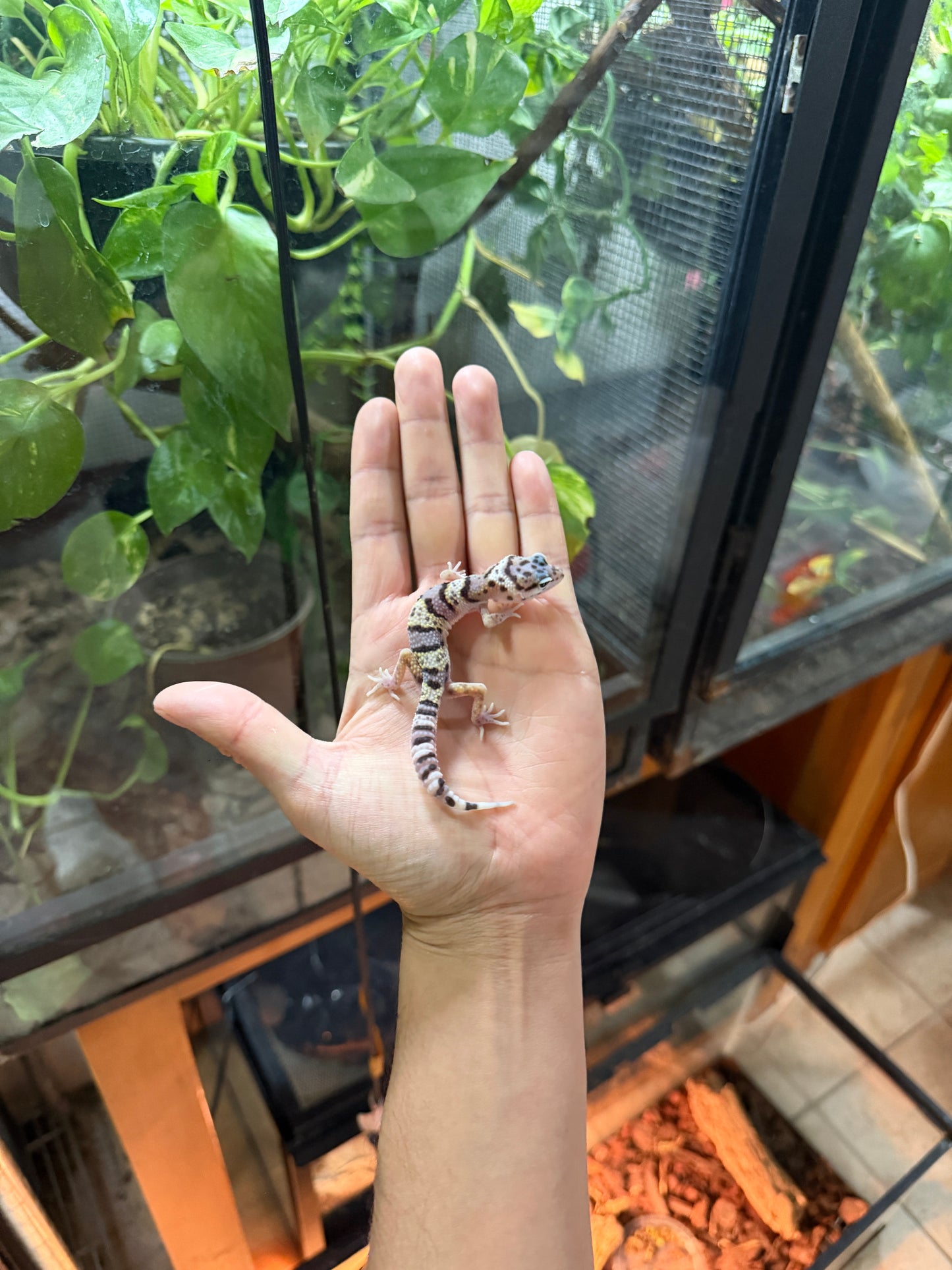 GECKO LEOPARDO MACK SNOW POSS HET TREMPER