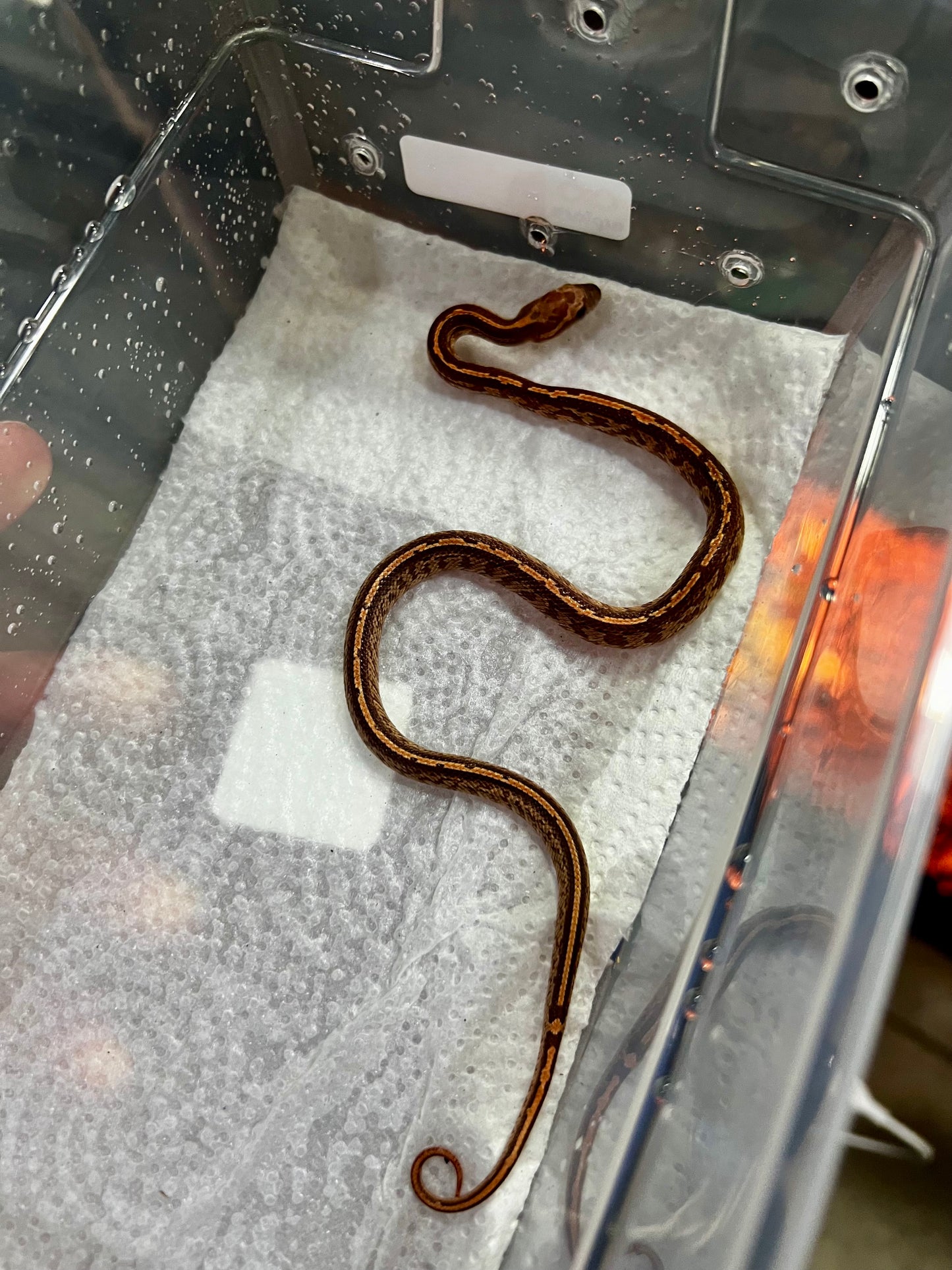 SERPIENTE MAICERA TESSERA MACHO 10