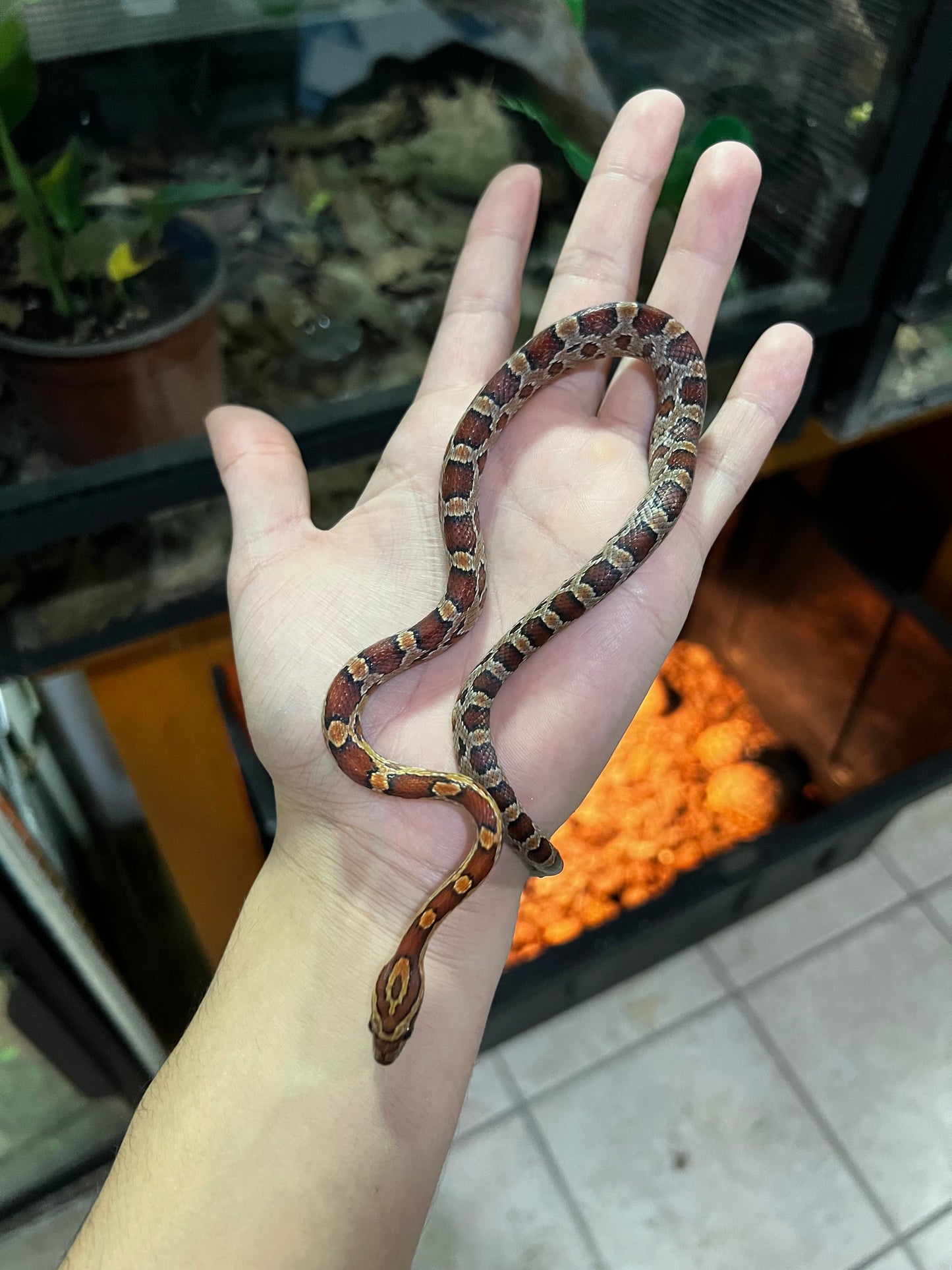 SERPIENTE MAICERA NORMAL