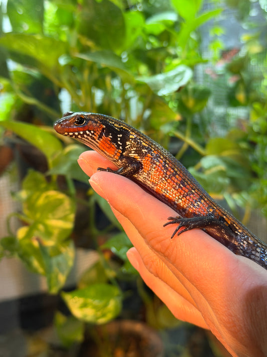 SKINK DE FUEGO 6199 NACIDO EN CAUTIVERIO CON APROVECHAMIENTO EMITIDO POR SEMARNAT