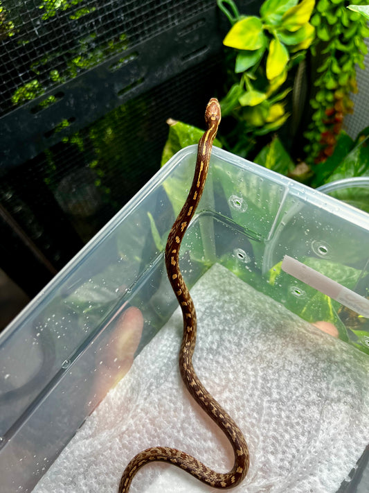 SERPIENTE MAICERA TESSERA HEMBRA 15