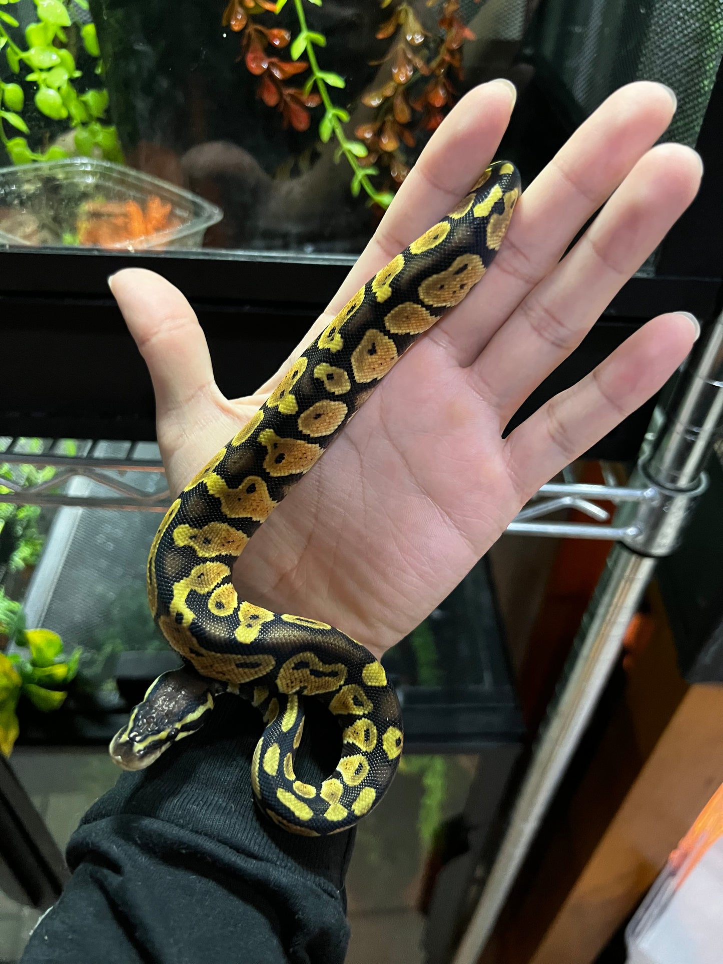 PASTEL MACHO 46