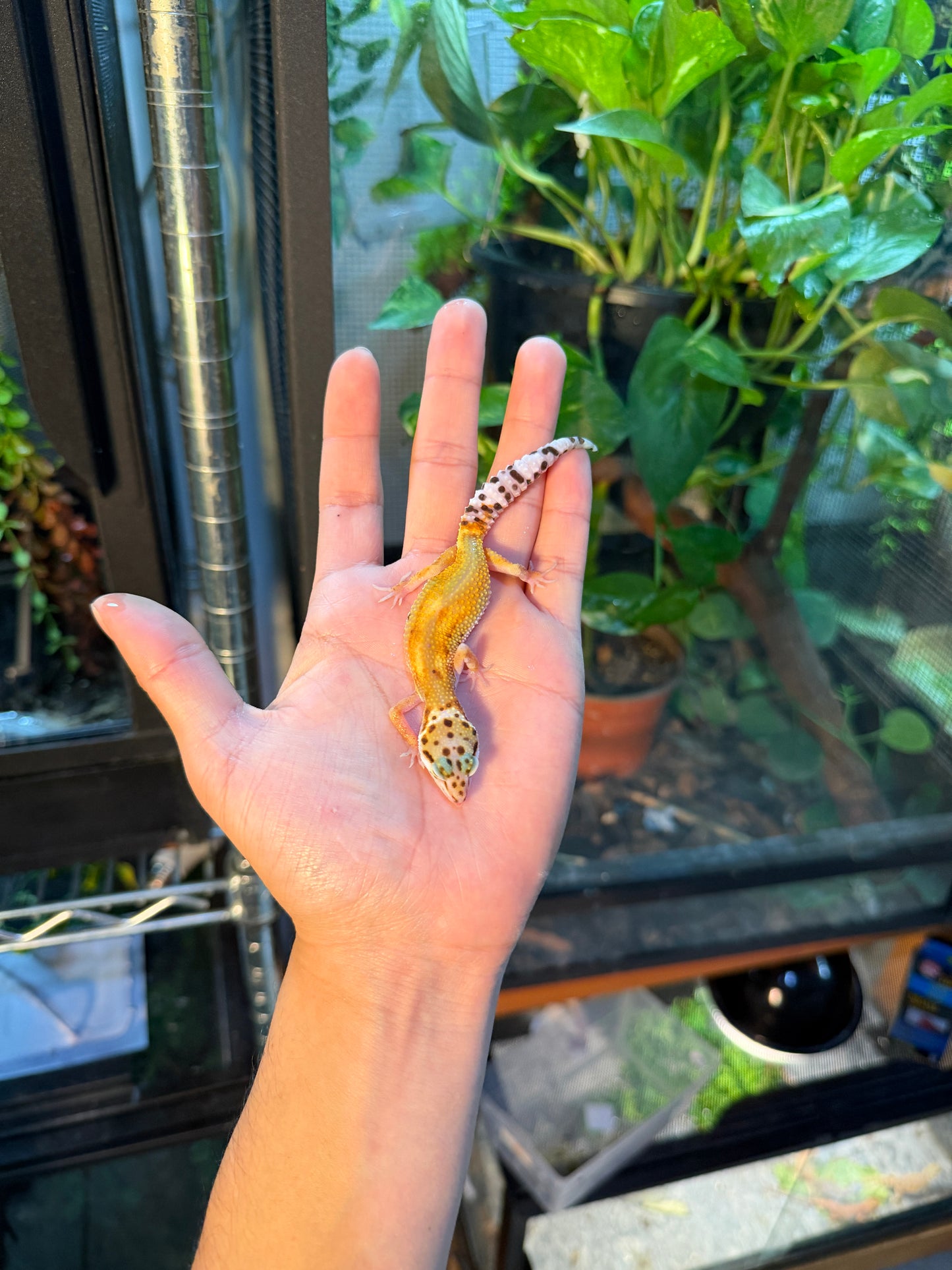 GECKO LEOPARDO TANGERINE HET TREMPER  100