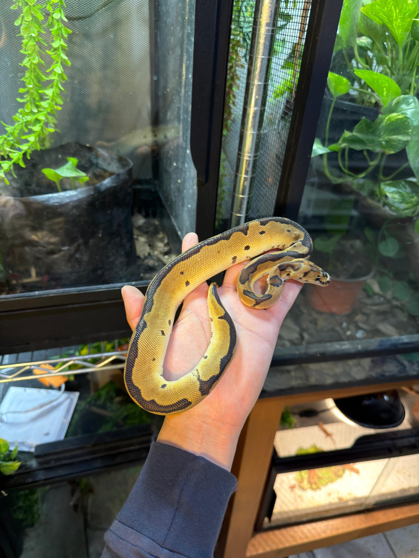 PITÓN BOLA CLOWN HEMBRA 2