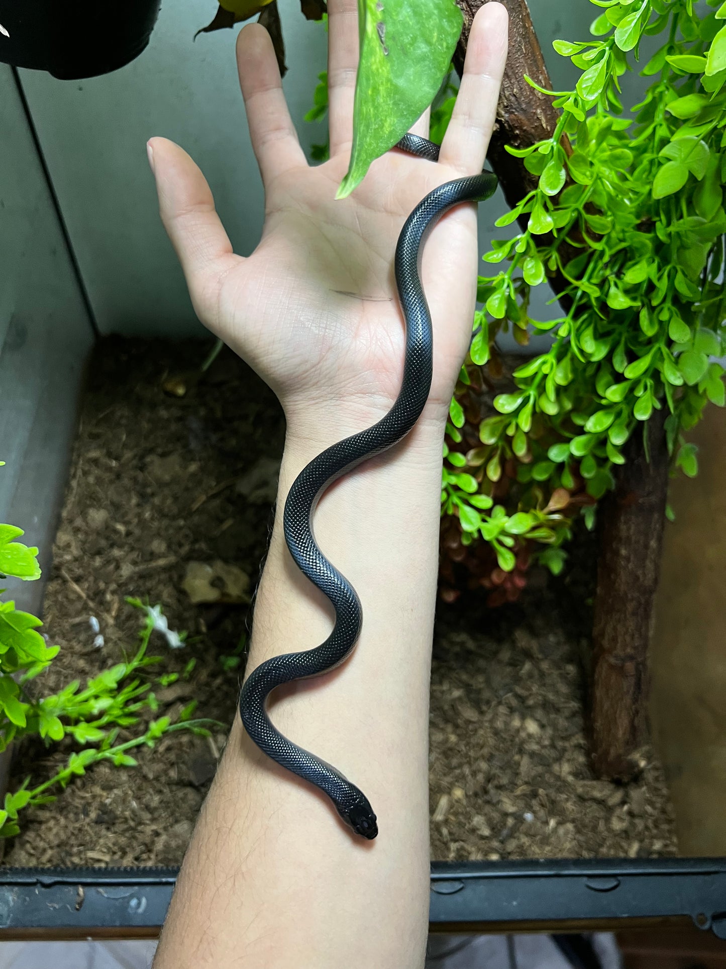 REY NEGRA MEXICANA MACHO 74