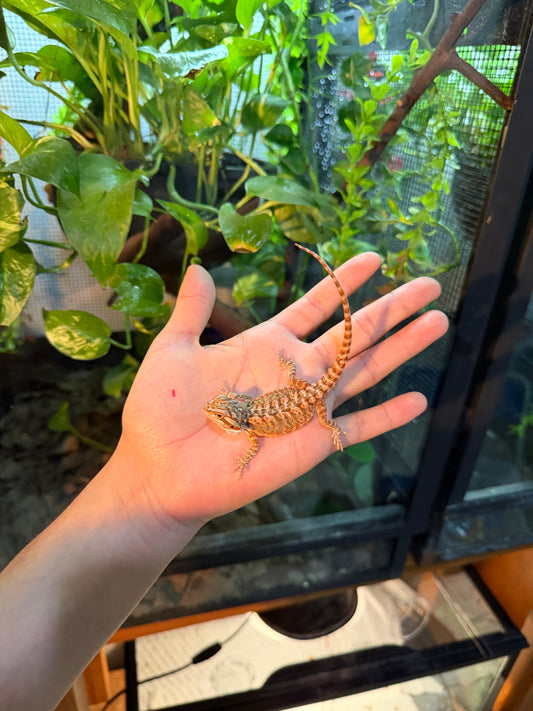 DRAGÓN BARBUDO HYPO 10