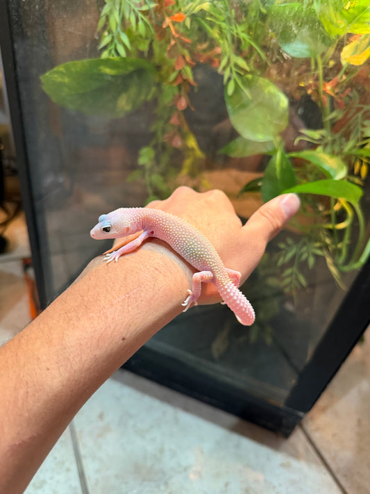 GECKO LEOPARDO BLAZZING BLIZZARD INCUBADO PARA HEMBRA 110