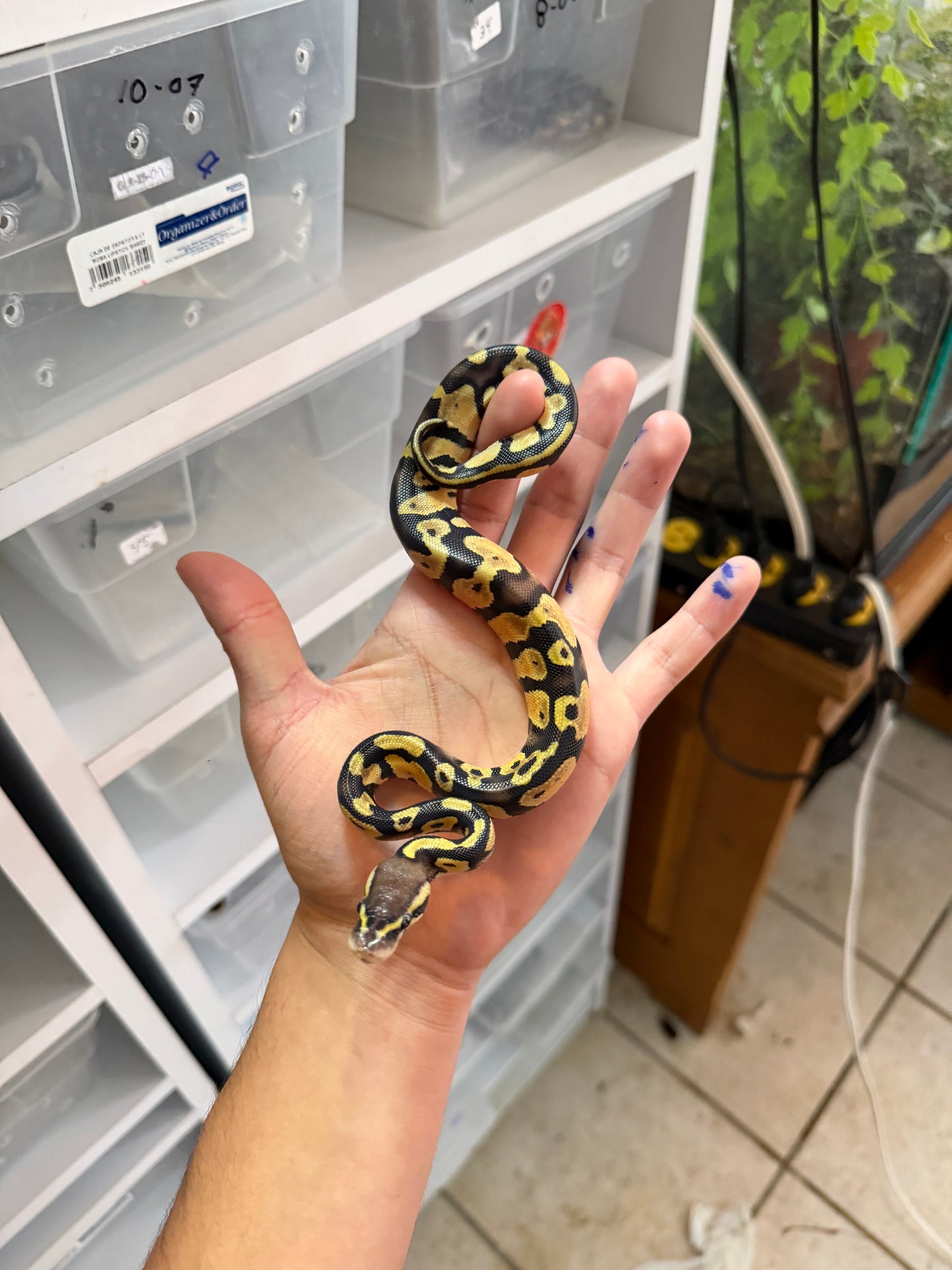 PITÓN BOLA PASTEL HET PIED MACHO 8