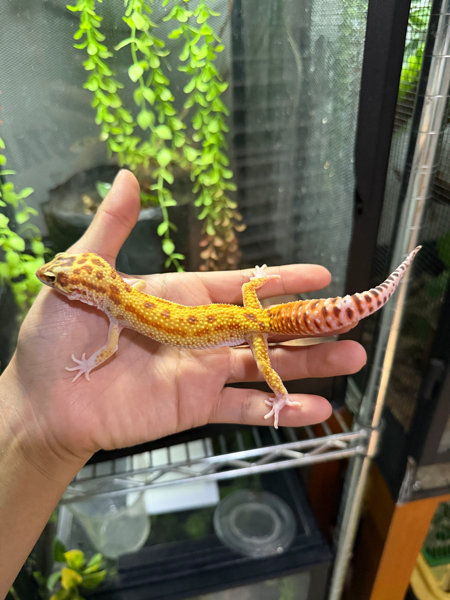 GECKO LEOPARDO Raptor (Ruby Eye) macho 1