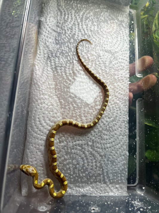 SERPIENTE MAICERA BUTTER MACHO 35