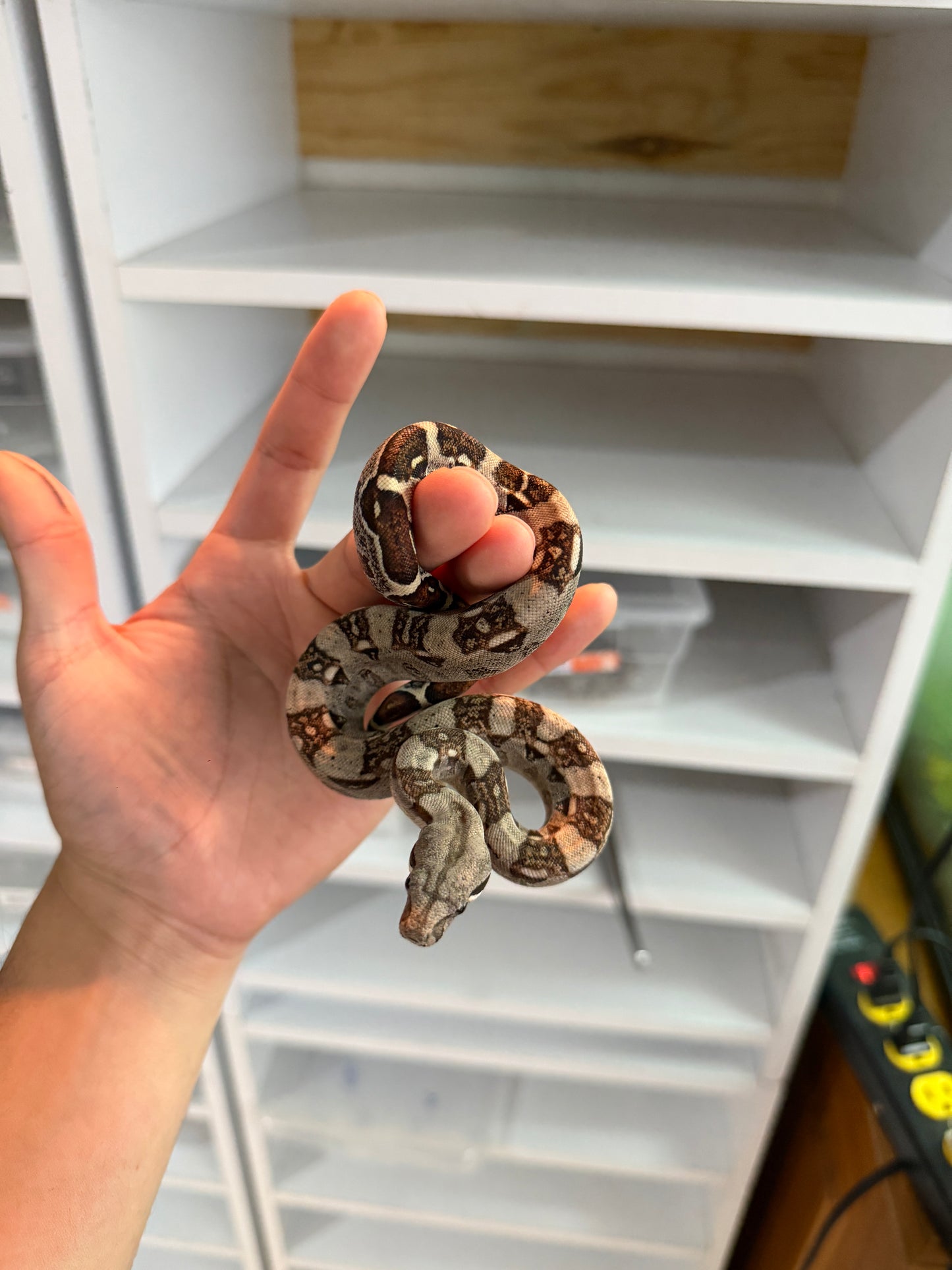BOA COLOMBIANA MACHO HET KHAL M4