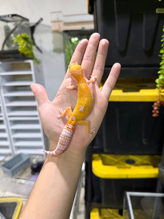 Gecko leopardo RAINWATER het MP PH ECLIPSE 24