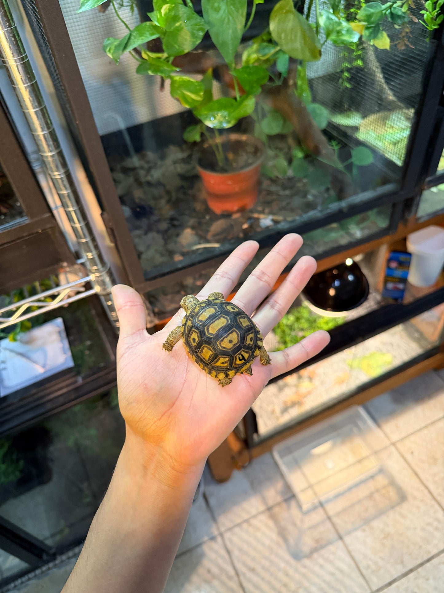 TORTUGA LEOPARDO 4 (Stigmochelys pardalis) CITES2025