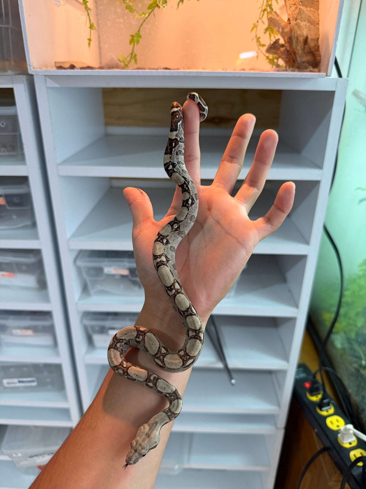 BOA COLOMBIANA MACHO HET KHAL M4