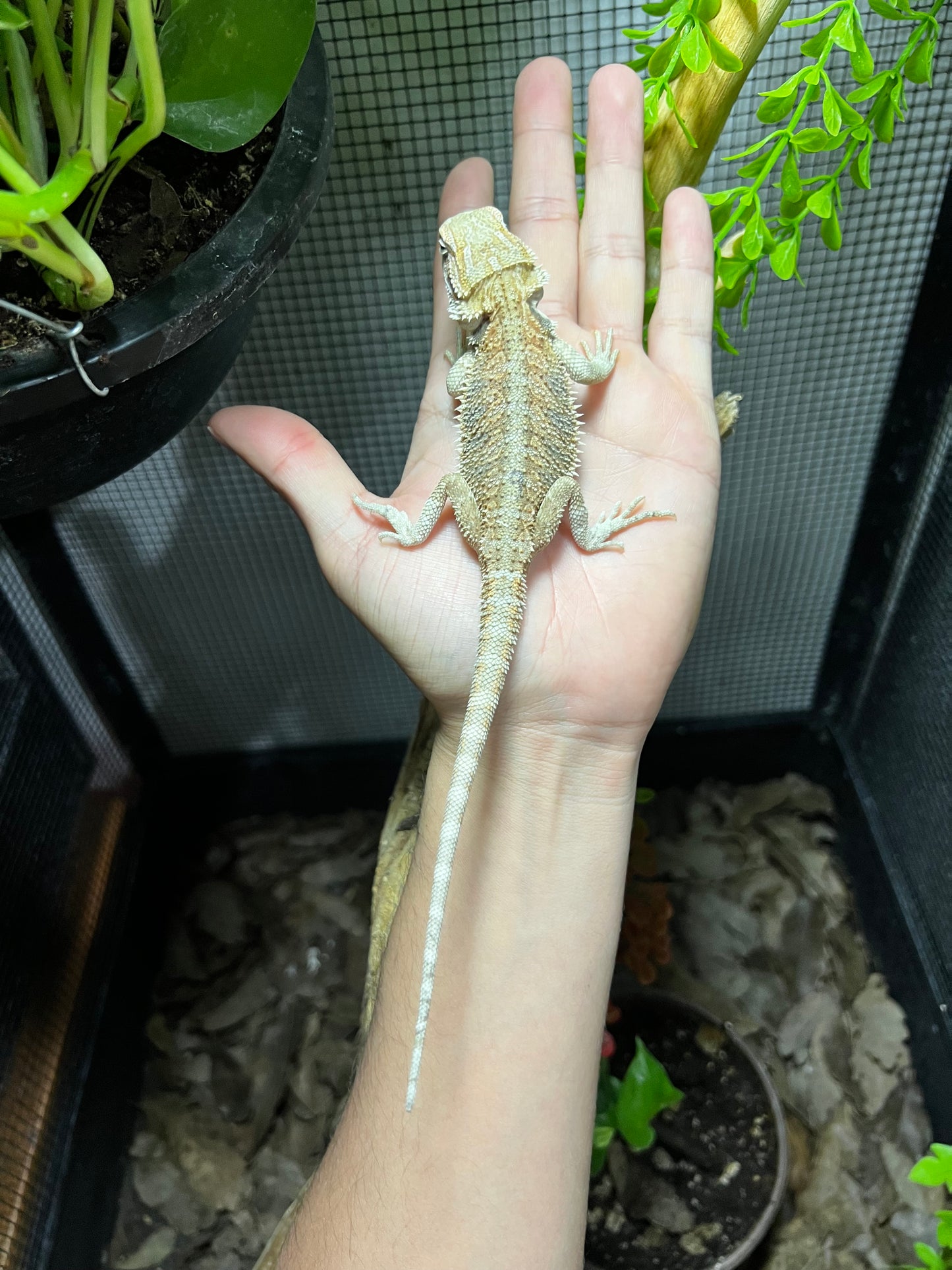 DRAGÓN BARBUDO 5