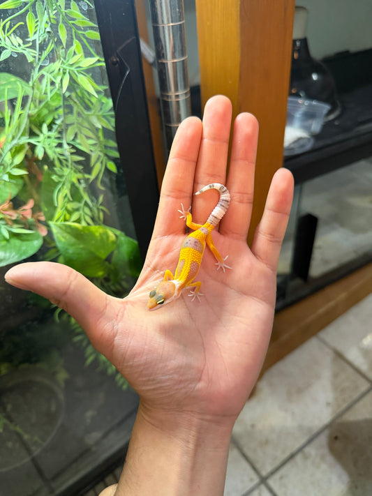 GECKO LEOPARDO TANGERINE HET ECLISPE