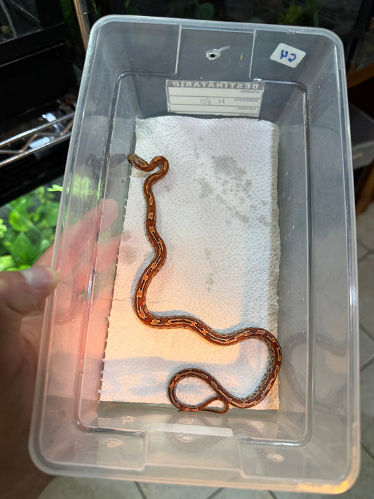 SERPIENTE MAICERA TESSERA