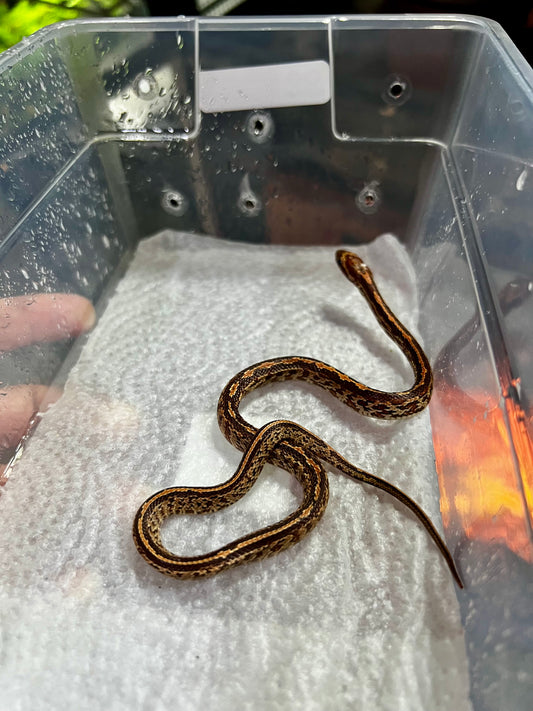 SERPIENTE MAICERA TESSERA HEMBRA 18