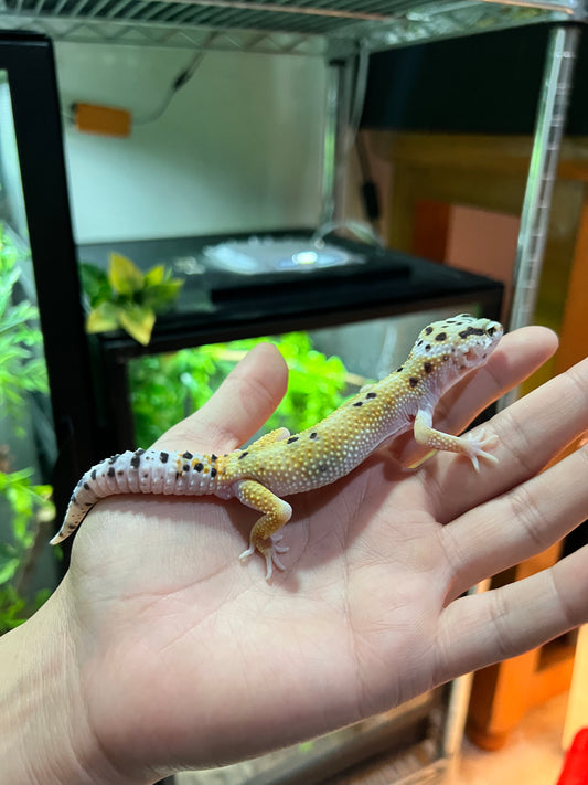 HYPO TANGERINE MACHO 10