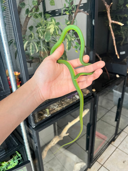 SERPIENTE VERDE COME GRILLOS