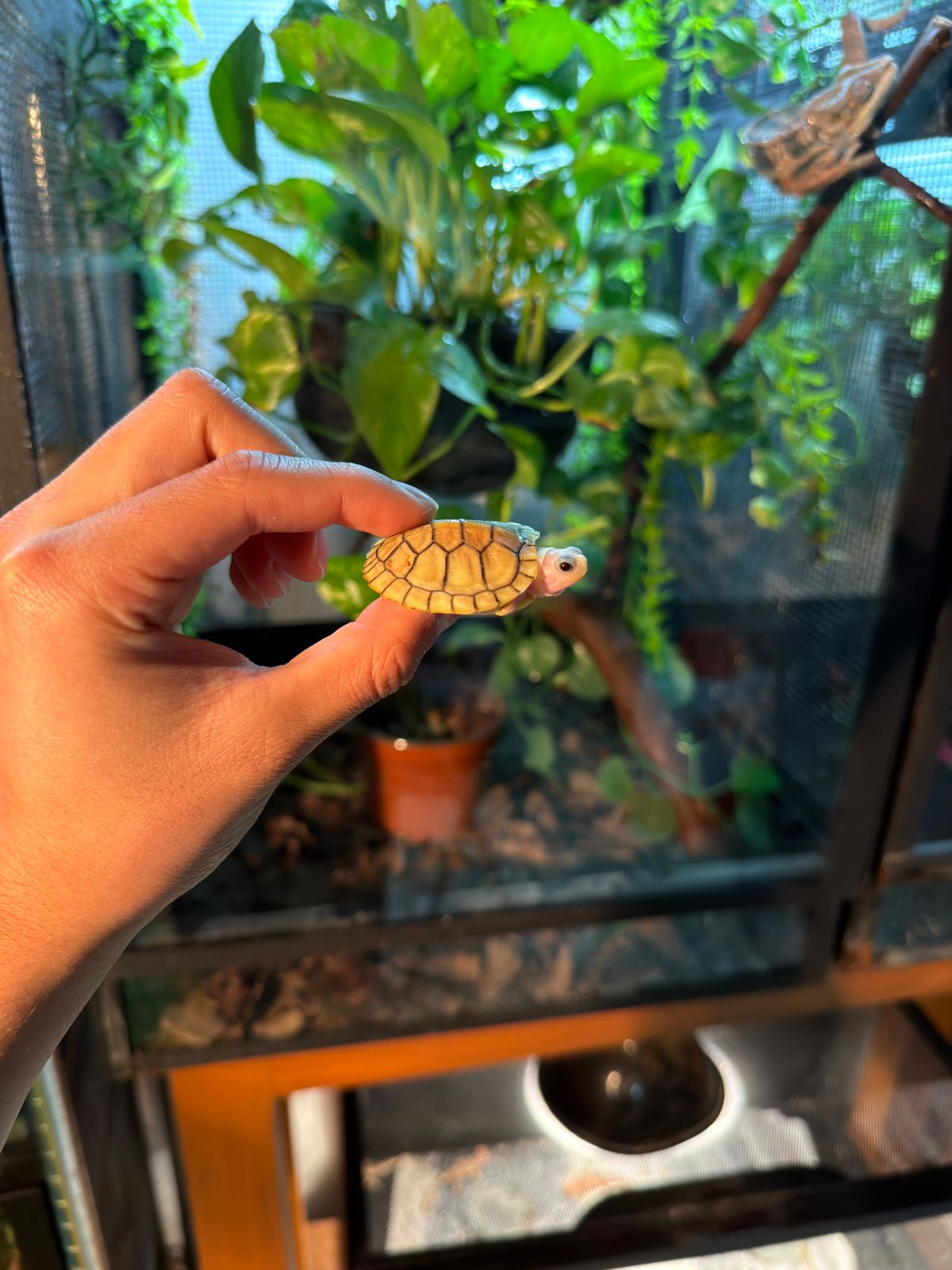 TORTUGA OREJAS ROJAS CARAMEL PINK